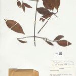 Elachyptera floribunda Deilen