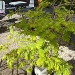 Metasequoia glyptostroboides অভ্যাস