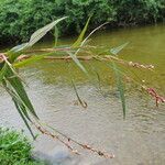 Persicaria punctata Агульны выгляд