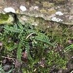 Asplenium marinum Leaf