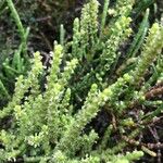 Arthrocnemum macrostachyum Likasa