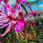 Laelia lueddemannii Cvet