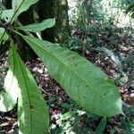Terminalia aubletii Leaf
