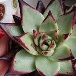 Echeveria agavoides Feuille