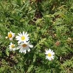 Argyranthemum broussonetii Deilen