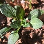 Theligonum cynocrambe Yaprak