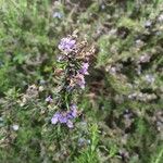 Salvia jordaniiFlor
