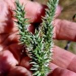 Salix myrsinifolia Cvet
