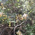 Salix eleagnos പുഷ്പം