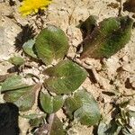 Taraxacum obovatum पत्ता