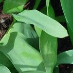 Tulipa agenensis Leaf