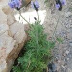 Lavandula multifida 葉