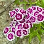 Dianthus barbatusFloare