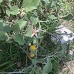 Solanum arundo Φύλλο