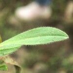 Scorpiurus vermiculatus Leaf