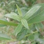 Salix pentandra Blad
