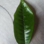 Mabea occidentalis Leaf