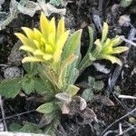 Neatostema apulum Hoja