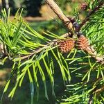 Pinus virginiana Leaf