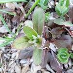 Penstemon digitalis Hoja