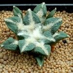 Ariocarpus kotschoubeyanus Natur