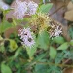 Conoclinium coelestinum Flower