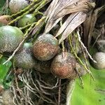 Pritchardia martii Fruto