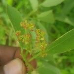 Cyphostemma adenocaule Flower