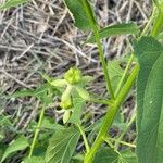 Kosteletzkya pentacarpos Flower