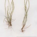 Vulpia unilateralis 形態