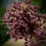 Allium atroviolaceum Blüte