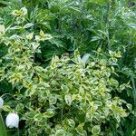 Cornus alba Leaf