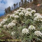 Echium brevirame Staniste
