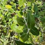 Salvia discolor Feuille