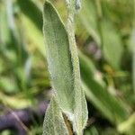 Pentanema oculus-christi Leaf