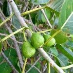 Ficus adhatodifolia