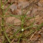 Spermacoce subvulgata Hábito