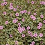 Erodium glaucophyllum ᱛᱟᱦᱮᱸ