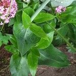 Centranthus ruber Leaf