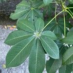 Ceiba pentandraBlatt