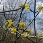 Cornus masЦветок