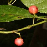 Siparuna thecaphora Fruit