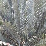 Encephalartos lehmannii Hábito