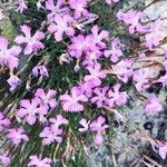 Dianthus lusitanus Flower