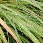 Crocosmia × crocosmiiflora Folha