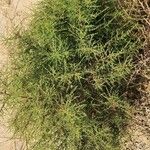Artemisia scoparia Altres