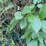 Lonicera fragrantissima Leaf