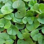 Dichondra repens Hoja