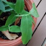 Commelina diffusa Leaf