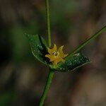 Euphorbia graminifolia Flor